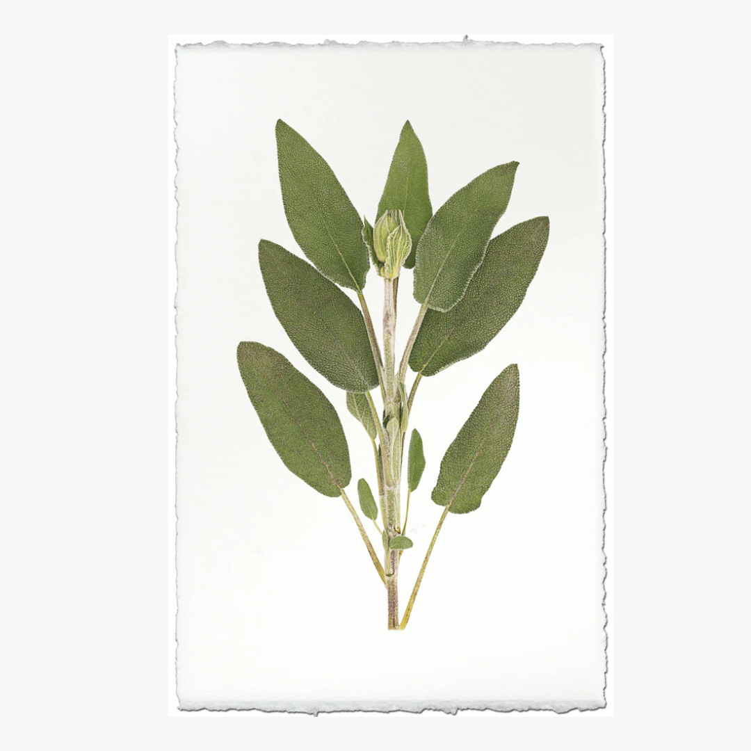 Sage Print on English watercolor paper