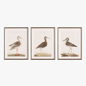 Sandpiper Framed Prints