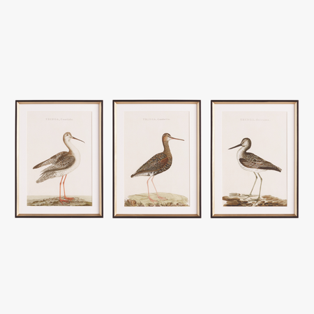 Sandpiper Framed Prints