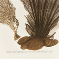 Sea Fan Giclee closeup