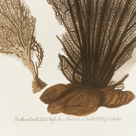 Sea Fan Giclee closeup