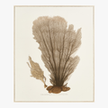 Sea Fan Giclee in Floating Frame