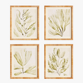 Sea Fern Framed Prints