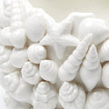 Sea Shell Blanc De Chine Bowl closeup