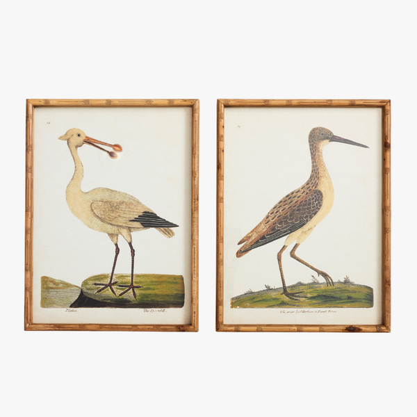 Shorebird Prints