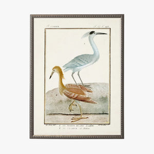 Shorebirds III Framed Bookplate Print