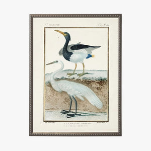 Shorebirds II Framed Bookplate Print