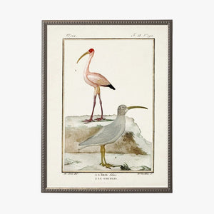 Shorebirds IV Framed Bookplate Print