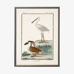 Shorebirds I Framed Bookplate Print