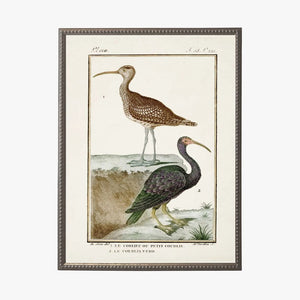 Shorebirds VI Framed Bookplate Print