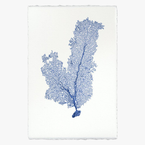 Tall Sea Fan Print