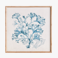 Translucent Blue Coral Framed Print