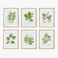 Tree Leaf Study Framed Prints - set of six
