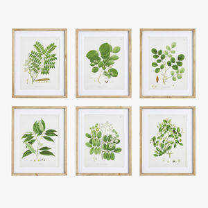 Tree Leaf Study Framed Prints