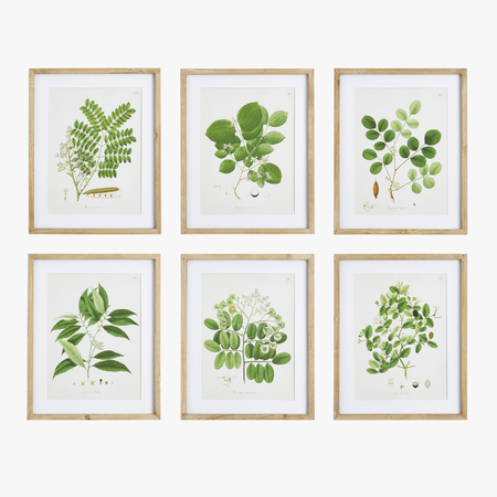 Tree Leaf Study Framed Prints - set of six