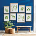 Tree Leaf Study Framed Prints - set of six styled on blue wall