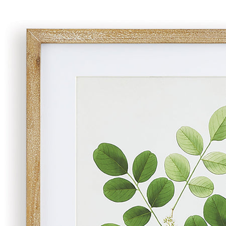 Tree Leaf Study Framed Prints -mat and frame closeup