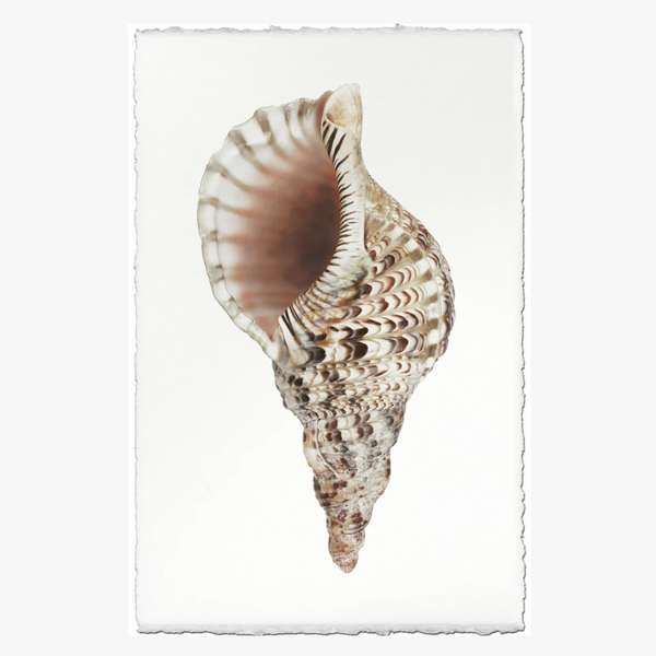 Triton Shell Art Print - Coastal Shell Art Prints - Dear Keaton