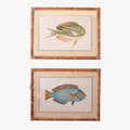 Tropical Fish Framed Prints