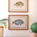 Two framed fish prints on a wall with decorative items below.