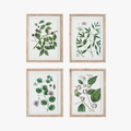 Verdant Branch Framed Prints