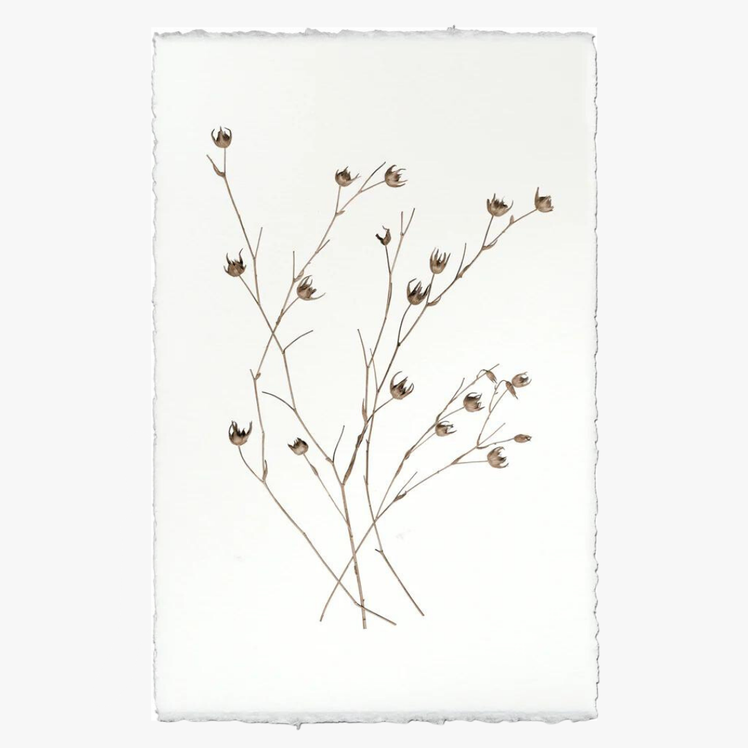 Petal Form Botanical Print