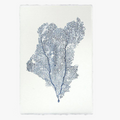 Sea Fan 1 Print