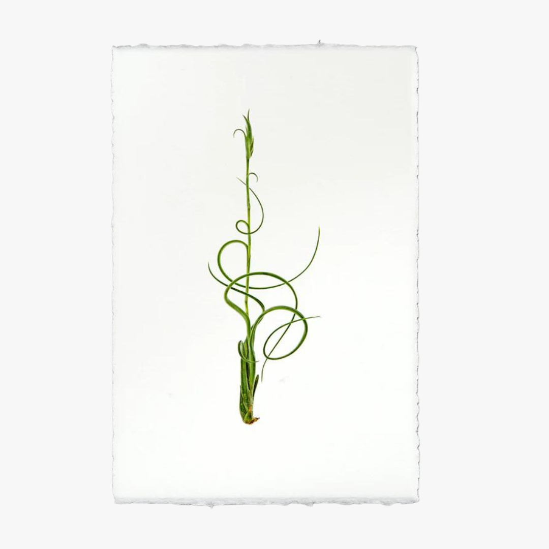 air plant illustration Air Plant No. 4 Print
