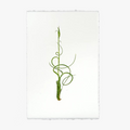 Air Plant No. 4 Print