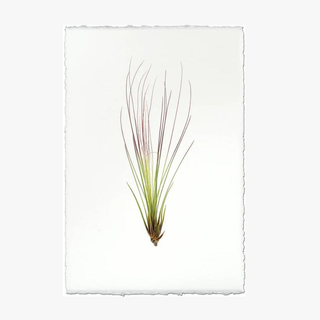 juncifolia air plant Air Plant No. 7 Print - Shop Botanical Wall Art Prints