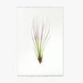 Air Plant No. 7 Print