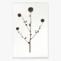 Globe Thistle Botanical Print