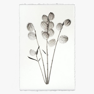 Milkweed Botanical Print