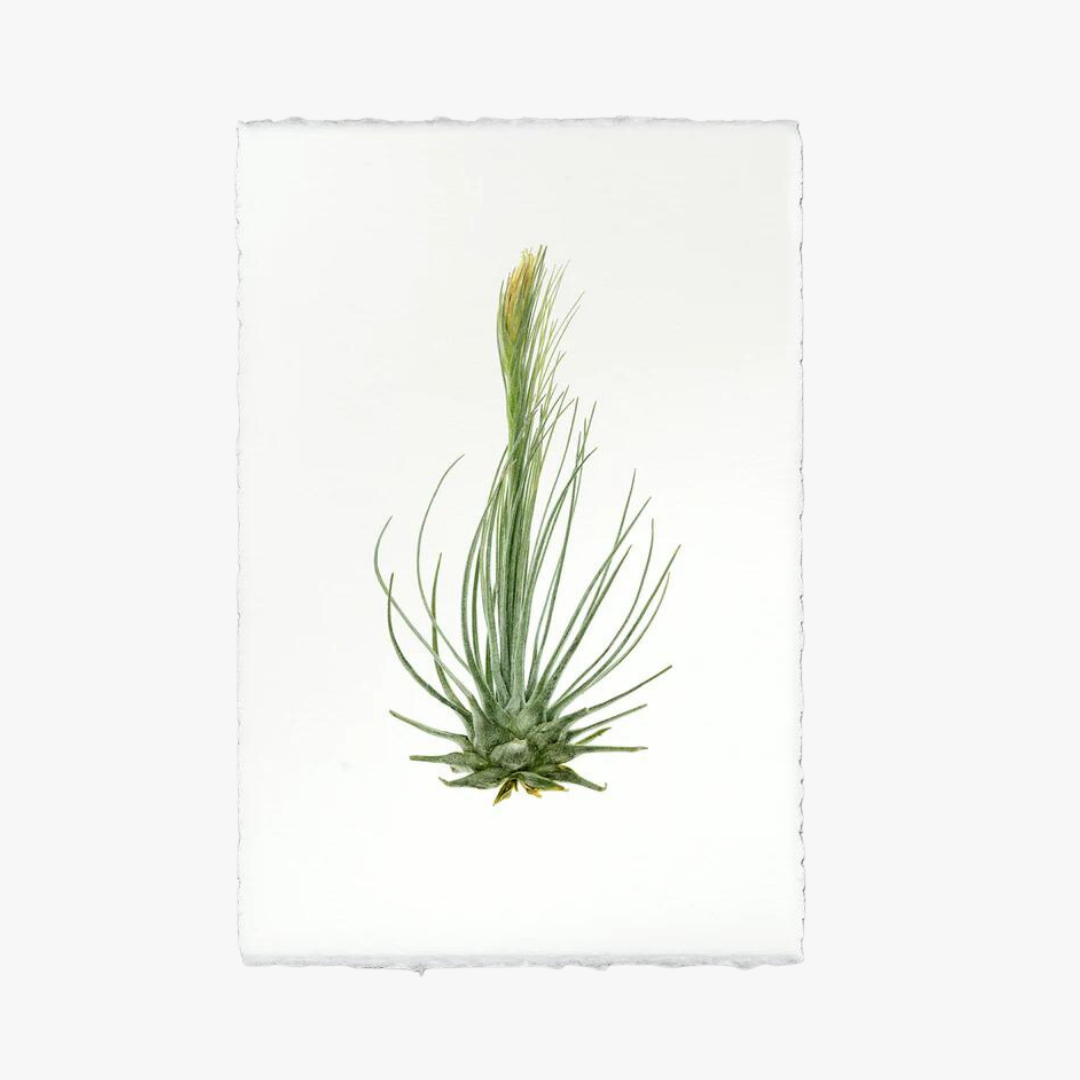 Air Plant No. 8 Print