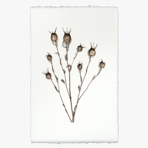 Bulb Form Botanical Print