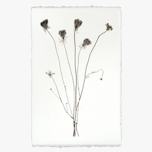 Queen Anne's Lace Botanical Print