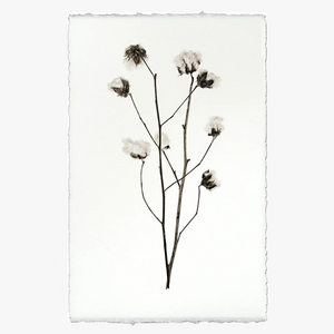 Cotton Botanical Print