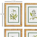 White Floral Study Framed Prints - rattan frame dimensions