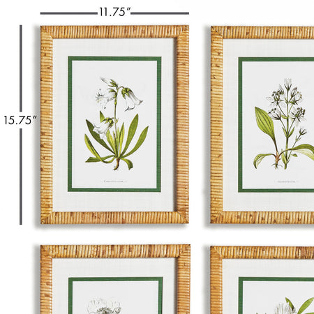 White Floral Study Framed Prints - rattan frame dimensions
