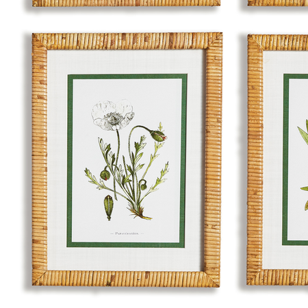 White Floral Study Framed Prints closeup