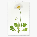 White Poppy Print on English Watercolor Paper