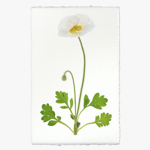 White Poppy Print