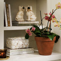 White Staffordshire Dogs styled on shelves with orchid plant