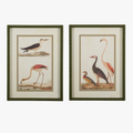 Wild Bird Prints