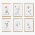 Wildflower Bookplate Framed Prints