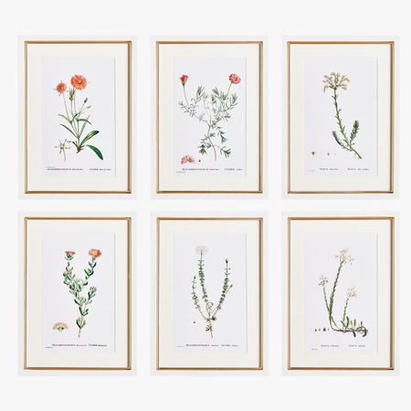 Wildflower Bookplate Framed Prints