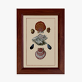 Framed artwork with illustrations of seashells on a beige background