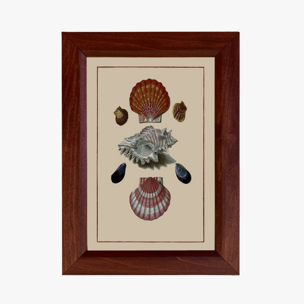 Framed artwork with illustrations of seashells on a beige background
