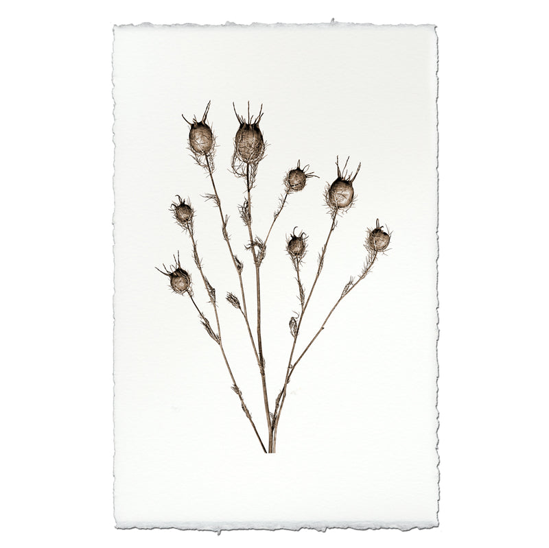 Bulb Form Botanical Print on watercolor paper