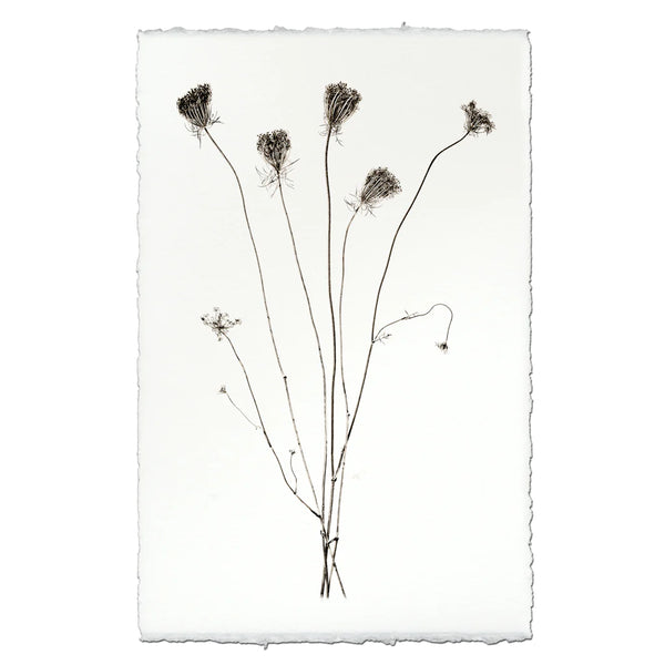 Queen Anne's Lace Botanical Print on Watercolor Paper